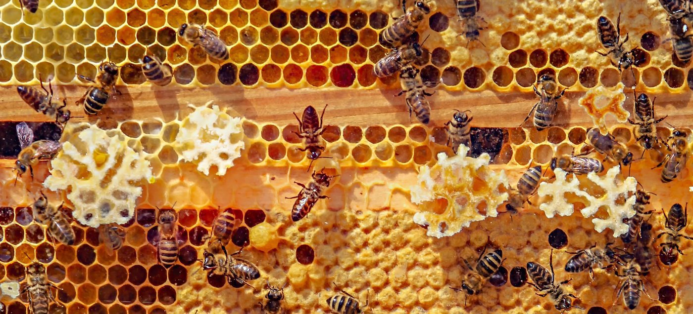 Bees working together across a honeycomb frame