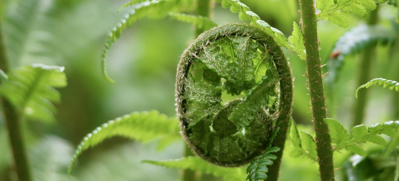 A young fern frond unfurling in a spiral, surrounded by green foliage
