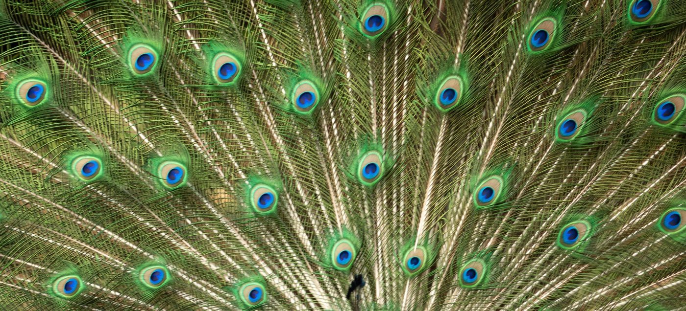 Close-up of a peacock's iridescent tail feathers, an allover pattern of eye-shaped markings